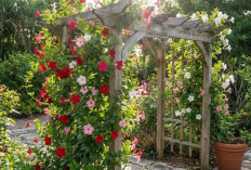 Bikin Betah di Rumah! 5 Tanaman Rambat Berbunga untuk Pergola Mini Idaman
