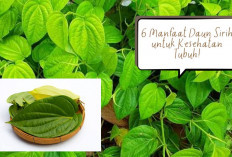 6 Manfaat Tanaman Daun Sirih untuk Kesehatan! No 2 Cewek-cewek Wajib Tau Nih, Intip Informasinya Disini...