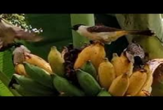 7 Manfaat Pisang untuk Burung Kutilang, Bikin Suara Kicau Makin Gacor, Cobain Mas!