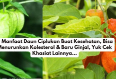 11 Manfaat Daun Ciplukan Buat Kesehatan, Bisa Menurunkan Kolesterol & Baru Ginjal, Yuk Cek Khasiat Lainnya...
