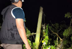 Lama Tak Ada Angin Kencang, Sekali Bertiup Pohon Tumbang, Tujuh Tiang Listrik Patah, Gardu PLN Terbakar