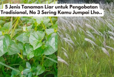 5 Jenis Tanaman Liar untuk Pengobatan Tradisional, No 3 Sering Kamu Jumpai Lho..