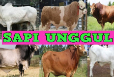 5 Jenis Sapi yang Cocok Untuk Diternakan Pada Wilayah Dengan Iklim Tropis, Apa Aja?
