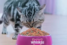 Biaya Pakan Kucing Membengkak? 5 Rekomendasi Makanan Murah yang Bisa Bikin Kamu Tersenyum Lebar....