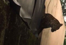 Macan Tutul Masuk Permukiman Warga di Pacet Bandung, Dua Orang Terluka