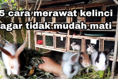 5 Cara Memberi Makan kelinci dengan Benar Agar Umurnya Panjang, Apa Aja?