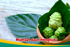 Sering Dihindari Karena Aromanya, Ternyata Tanaman Ini Mempunyai Segudang Manfaat! Simak Disini