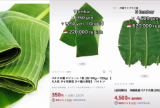 Nggak Nyangka, Inilah 2 Negara yang Gunakan Manfaat Daun Pisang di Luar Negeri, Apa Aja?