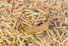 Yuk Cobain! 4 Makanan Ekstrim Thailand yang Bisa Bikin Kamu Muntah, Kenapa?