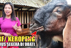 8 Cara Mengatasi Penyakit Orf Pada Kambing Ikuti Langkah-langkah Perawatan yang Efektif, Gini Solusinya!