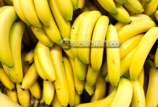 Wajib Tahu ! Mitos dan Fakta Seputar Konsumsi Pisang untuk Penderita Ginjal dan Hipertensi