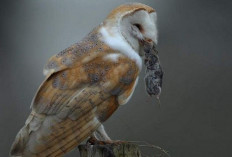 Wajib Tau Nih! 4 Jenis Burung Hantu Asli Indonesia yang Memiliki Corak Indah, Apa Aja?