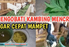 Mengatasi Masalah Kesehatan Pada Hewan Ternak, 8 Cara Mengobati Kambing Sakit Mencret, No 4 Penting Banget!