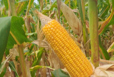 NTP Padi dan Jagung Naik, Apa Efeknya Terhadap Kehidupan Petani? Ini Harapan Kementan 