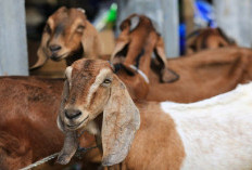 Pahami, Ada Daging Qurban yang Tidak Boleh Dimakan Sedikitpun Oleh Shohibul Qurban