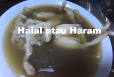 Apakah Boleh Memakan Katak Untuk di Jadikan Obat? Begini Penjelasannya Menurut Syariat Islam