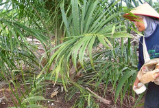 Jangan Asal Tabur! Ini 5 Pupuk Sawit Terbaik Saat Musim Kemarau Agar Buah Tetap Lebat dan Pohon Tak Alami Trek