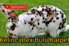 Info Bisnis, Cara Memulai Usaha Ternak Kelinci Rex yang Menguntungkan di Jamin Cuan Gede, Buktiin Sendiri!