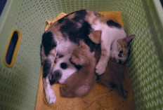 5 Penyebab Induk Kucing Tidak Mau Merawat dan Menyusui Anaknya yang Baru Dilahirkan, Apa Aja?