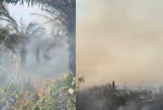 Karhutla Dekat Bandara Singkawang: 31 Hektare Lahan Gambut Ludes Terbakar!