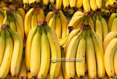 Pisang Buah Populer yang Menghidupkan Gizi dan Kebudayaan