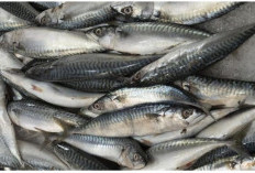 Sarden Bukan Makanan Darurat, Ini 5 Alasan Kenapa Ikan Murah Meriah Ini Layak Jadi Menu Andalan