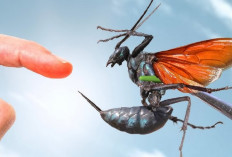 6 Tips Mengatasi Sengatan Tawon Dengan Bahan Alami, Begini Cara Pertolongan Pertamanya...