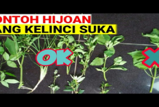 6 Jenis Rumput yang Disukai Kelinci, Menyajikan Makanan Sehat dan Lezat untuk Hewan Peliharaan Kamu