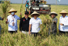 Kejar Target Panen 35 Juta Ton, Plt. Mentan Genjot Masa Tanam. Ini Strateginya 
