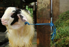 3 Penyebab Kambing Mencret dan Cara Penanganannya dengan Bahan Alami bagi Peternak Pemula
