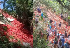 Viral! Puluhan Ton Bawang Diduga Ilegal Dibuang di Batam, Warga Auto Serbu Bawa Pulang