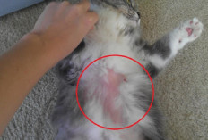 4 Tips yang Dapat Kamu Lakukan Untuk Mengatasi Bulu Kucing Persia yang Rontok, Yuk Cobain....