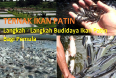 Kamu Harus Tau Nih! 7 Teknik Belajar Ternak Ikan Patin untuk Pemula, Yuk Simak Penjelasannya