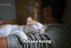 8 Kebiasaan Kucing Ini akan merubah kehidupan anda loh, Ko bisa...