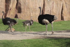 Apasih  Fungsi Sayap Bagi Burung yang Tidak Dapat Terbang? Begini Penjelasannya...