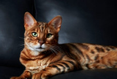 8 Fakta Unik Seputar Kucing Bengal yang Wajib Cat Lover Simak, Tertarik?