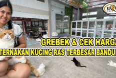 Wow, Harga Kucing British Shorthair Capai Puluhan Juta, Berikut 7 Cara Ternaknya...
