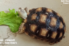 Info Ternak, 8 Manfaat Sayur Selada untuk Pakan Kura-kura Sulcata, No 5 Bikin Kamu Semangat Ngasih Makan Terus