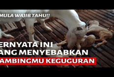 Wajib Tau! Mengungkap Faktor Penyebab Keguguran Pada Kambing, Ini Dia Penjelasannya! 