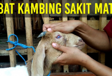 Kambing Kamu Sakit Mata ? Gini Cara Mengobatinya, Mengatasi 7 Masalah Kesehatan Pada Hewan Ternak 