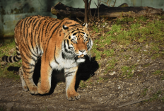 Serangan Harimau di Lampung Menewaskan 2 Warga, Pihak Berwenang Himbau Warga untuk Semakin Waspada