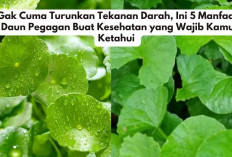 Gak Cuma Turunkan Tekanan Darah, Ini 5 Manfaat Daun Pegagan Buat Kesehatan yang Wajib Kamu Ketahui 