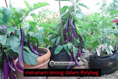 Menggali Kekayaan Tanah Desa: Kelompok Tani Pusar Jaya Siapkan Penanaman Sayur Mayur