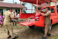 Meresahkan, Masuk Kolam Ikan Milik Warga, Buaya Muara 2 Meter Dievakuasi Petugas BPBD