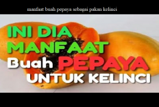 Info Ternak, Ternyata Buah Pepaya Memiliki Banyak Manfaat Sebagai Pakan Kelinci Lho, Ini Rahasianya...