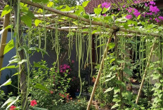 Tak Perlu Lahan Luas! Inilah Tanaman Merambat Konsumsi yang Bikin Kebun Rumah Super Produktif