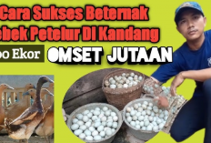 Kamu Mau Buka Usaha? Yuk Simak 8 Tips Budidaya Bebek Petelur Sukses di Dunia Peternakan, Gini Caranya