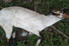 5 Cara Mengatasi Anak Kambing Kejang dan Hampir Mati dengan Bahan Alami bagi Peternak Pemula