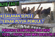 Wajib Tau! 7 Faktor Penyebab Kegagalan Dalam Budidaya Burung Puyuh, No 1 Paling Fatal Kok Bisa