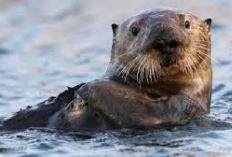 Owner Waspada Faktor Penyebab Baby Otter Sakit, Si Berang-Berang Air yang Lucu!